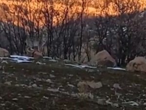Bingöl’de Nesli Tükenme Tehlikesi Altında Olan 2 Vaşak Görüntülendi
