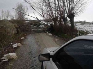 Samsun’da Fırtına Ağaçları Devirdi