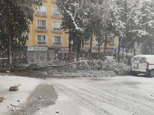 Gaziantep’te Yoğun Kar Yağışı Nedeniyle Ağaçlar Devrildi