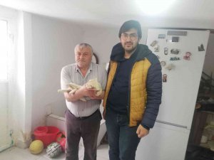 Akşehir Belediyesi Sahipli Hayvanlar İçin De Kısırlaştırma Hizmetine Devam Ediyor