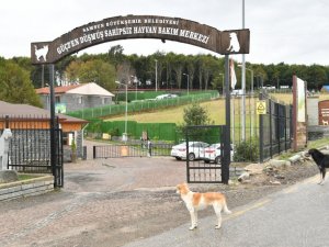 Samsun’da 137 Yasaklı Irk Köpek Bakım Merkezine Bırakıldı