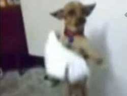 Mendille halay çeken köpek (VİDEO)