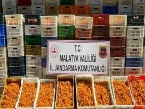 Jasat Suçlulara Göz Açtırmadı