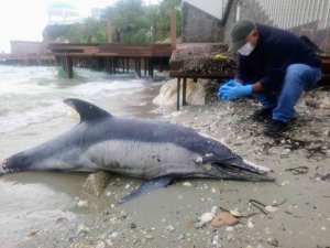 Kuşadası’nda Yunus Ölü Olarak Kıyıya Vurdu