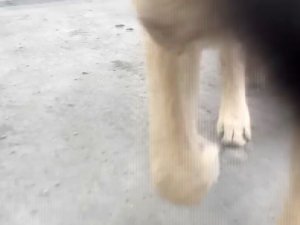 Video Çekmek İsterken Telefonunu Köpeğe Kaptırdı