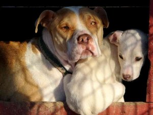 Osmaniye’de 89 Yasaklı Irk Köpek Kayıt Altına Alındı