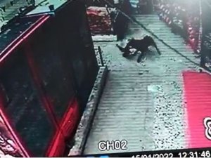 Başıboş Köpekler Önce Kızı Kovaladı, Sonra Horoza Saldırdı