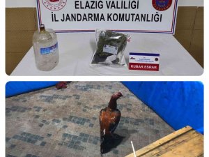 Elazığ’da Horoz Dövüşü Operasyonu: 17 Kişi Yakalandı