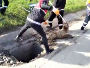 Sancaktepe’de Kuyuda Mahsur Kalan Köpeği Kurtarma Operasyonu