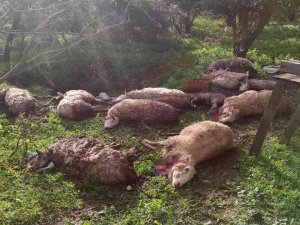 Koyunlarını Ölü Görünce Köpekleri Kafalarından Vurarak Öldürdü