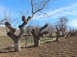 Fiyatı Altınla Yarışıyor, Ürün Veren Ağaçlar Koruma Altına Alınıyor