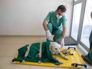 Mersin’de 3 Bin 700 Patili Dostun Yarası Sarıldı