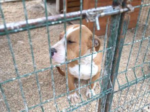 Hatay’da 162 Yasaklı Irk Köpek Kısırlaştırıldı