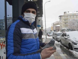 Güvercin Soğuk Havaya Dayanamadı