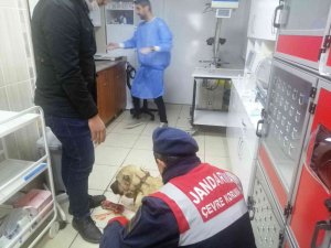 Av Tüfeği İle Vurulan Kangal Köpeği Tedaviye Alındı