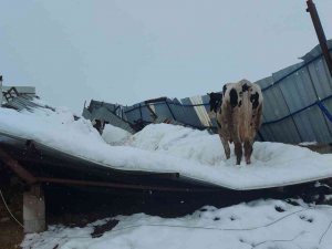 Hatay’da Ahır Enkazı Altında Kalan Hayvanlar Kurtarılmayı Bekliyor