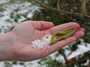Soydan: “Bölgedeki Kar Yağışı Fındık Açısından Oldukça Faydalı”