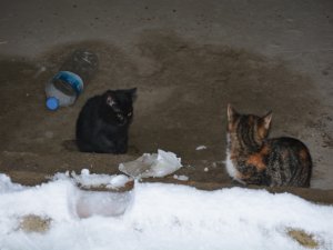 Şahinin Telef Ettiği Anne Kedinin Yavrularına Sahip Çıktı