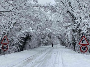 Ağaç Tünel Eşsiz Kar Manzaraları Sundu