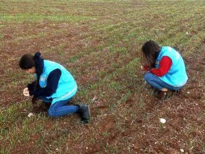 Aslanapa’da Ekili Alalarda Fonolojik Gözlem Çalışmaları