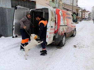 Yasaklı Köpeğini Gecikmeli Olarak Teslim Etti