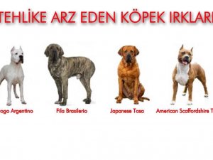 Samsun’da 331 Adet Tehlike Arz Eden Hayvan Kayıt Altına Alındı