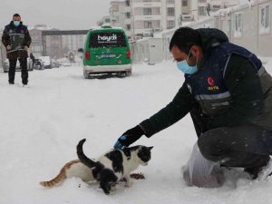 Elazığ’da ’Haydi̇’ Polisleri Sokak Hayvanlarını Mamayla Besledi