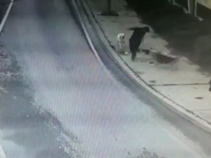 Bakırköy’de Dehşet Dolu Anlar, İş Adamına 6 Köpek Saldırdı