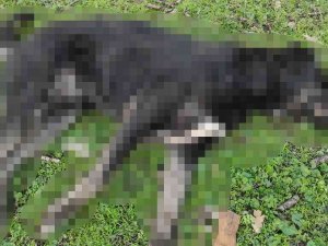 2 Köpeğin Öldürüldüğü Olayla İlgili Açıklama