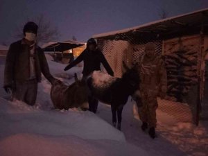 Elazığ’da Donmak Üzere Olan Hayvanlar Kurtarıldı