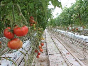 Eksi 40 Derecede Domates Üretimi