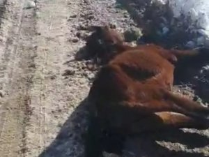 Irak Sınırındaki Sahipsiz At Dondu