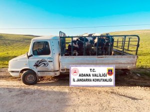Cezaevinden Çıkıp Büyükbaş Hayvan Yüklü Kamyoneti Çaldı