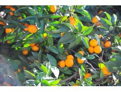 Mandalina Elde Kaldı, Üretici Perişan