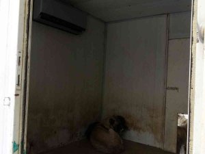 Sokak Hayvanları İçin Klimalı Misafirhane