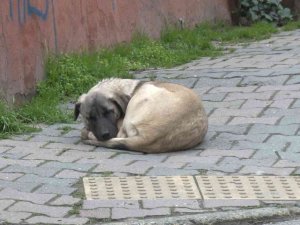 Ataşehir’de Köpek Kavgası: “Hayvana Taş Attım, Sana Değil”