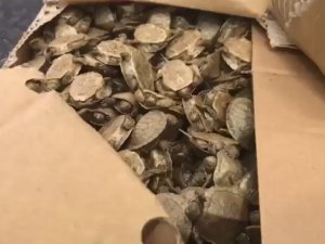 Sarp Sınır Kapısında Bir Araçta 5 Bin Su Kaplumbağası Ele Geçirildi