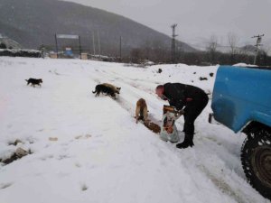 Cumayeri Belediyesi Sokak Hayvanlarını Unutmadı