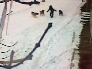 Kars’ta Dehşet Anları Kamerada, Çocuğun Cesareti Köpeklerin Saldırısını Önledi