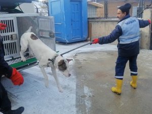 Yasaklı Irk Köpek Besleyene 29 Bin Lira Ceza Uygulandı