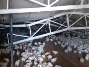 Çiftliğin Çatısı Kar Nedeniyle Çöktü, Binlerce Tavuk Telef Oldu