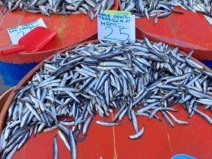 Tekirdağ’da Hamsi 25 Tl’ye Kadar Düştü