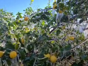 Limon Ağaçları Buz Tuttu, Sarkıtlar Oluştu