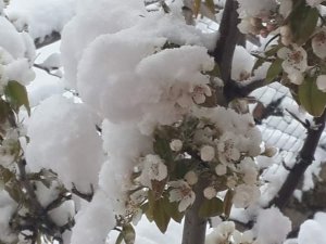 Çiçek Açan Badem Ağaçları Kar Altında Kaldı