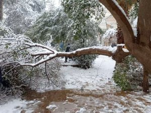Mardin’de Karın Ağırlığına Dayanamayan Ağaç Dalları Kırıldı