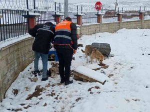 Siirt Belediyesi Sokak Hayvanları İçin Yem Bıraktı