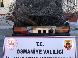 Osmaniye’de Bağ, Bahçe Ve Tarladan Hırsızlık Yapan Zanlılar Yakalandı