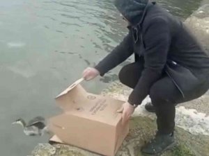 İ̇stanbul’da Tedavisi Tamamlanan ‘Bahri’ Suya Bırakıldı