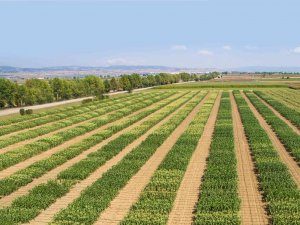 Dünya Türkiye’nin Tatlı Mısırını Sevdi