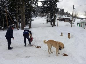 Yaylada Mahsur Kalan Köpeklere Devlet Sahip Çıktı